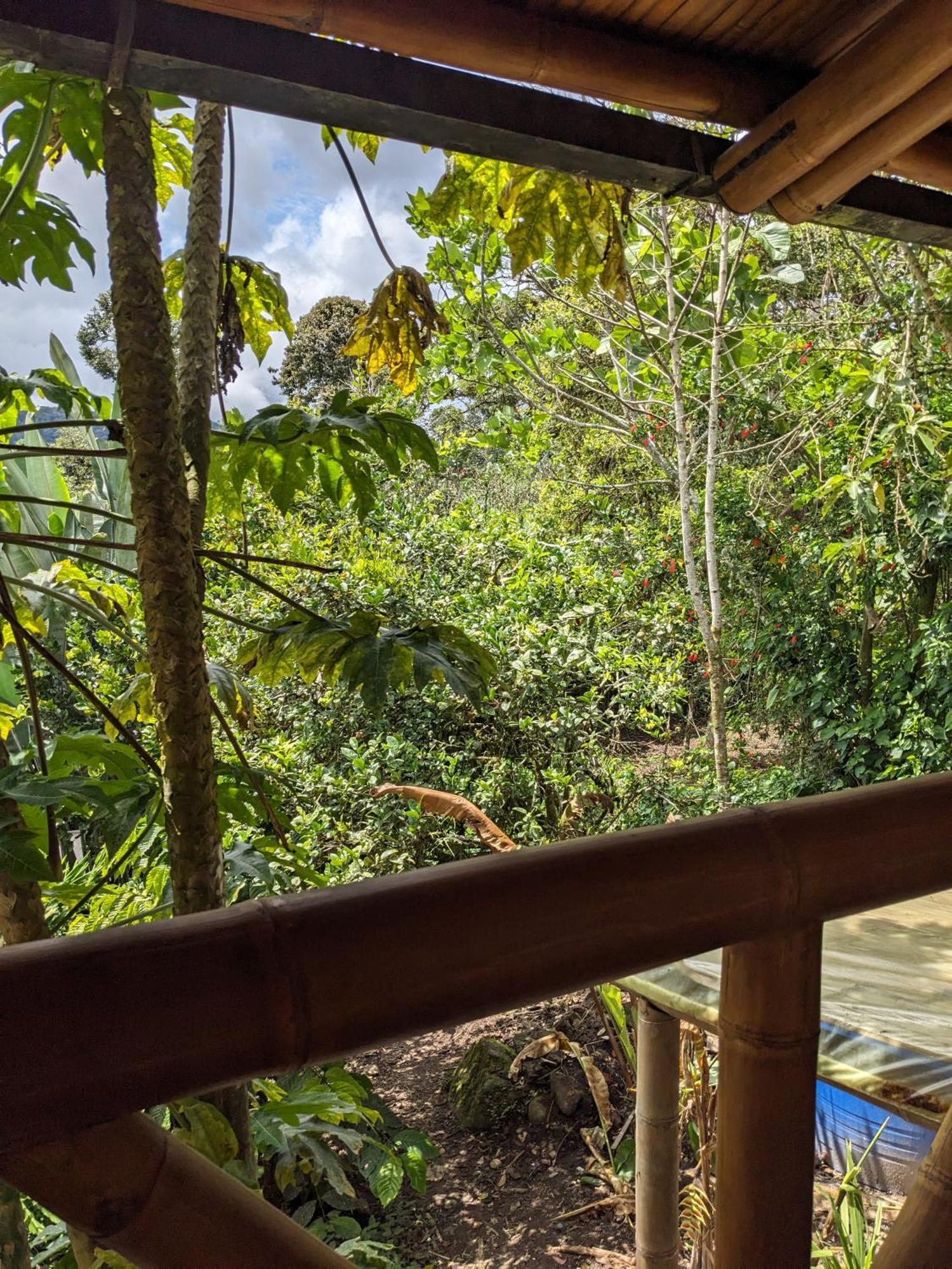 Golden Tree Mindo Eco-Lodge מראה חיצוני תמונה